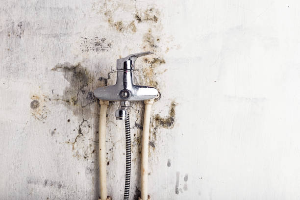 Professional Mold Removal in King City, CA