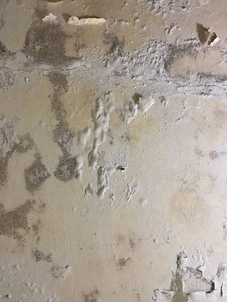 Best Mold Testing  in King City, CA