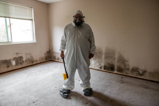 Best Local Mold Removal Service  in King City, CA