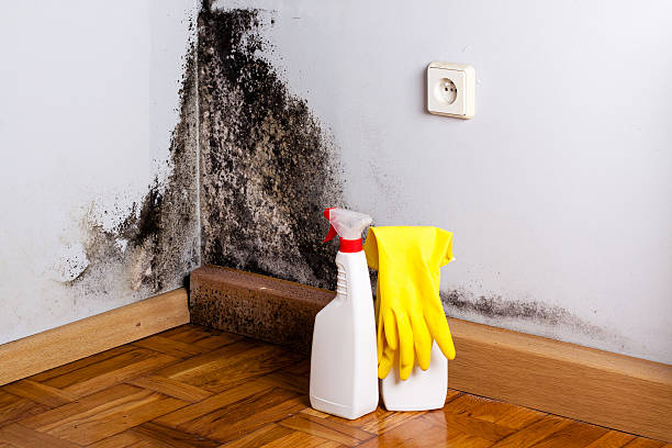 Best Mold Damage Repair  in King City, CA