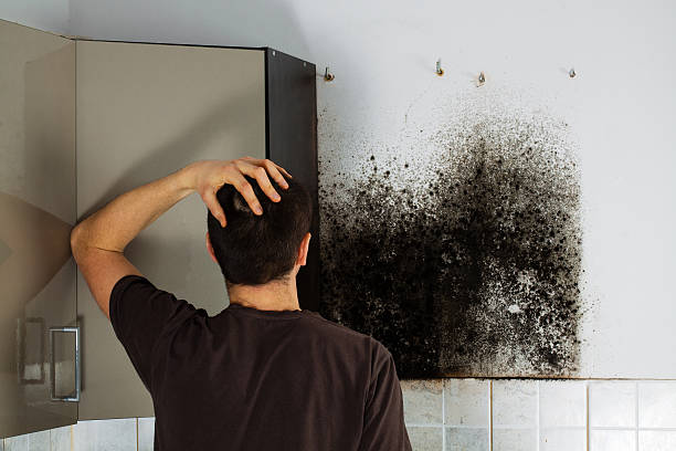 Best Same-Day Mold Removal  in King City, CA